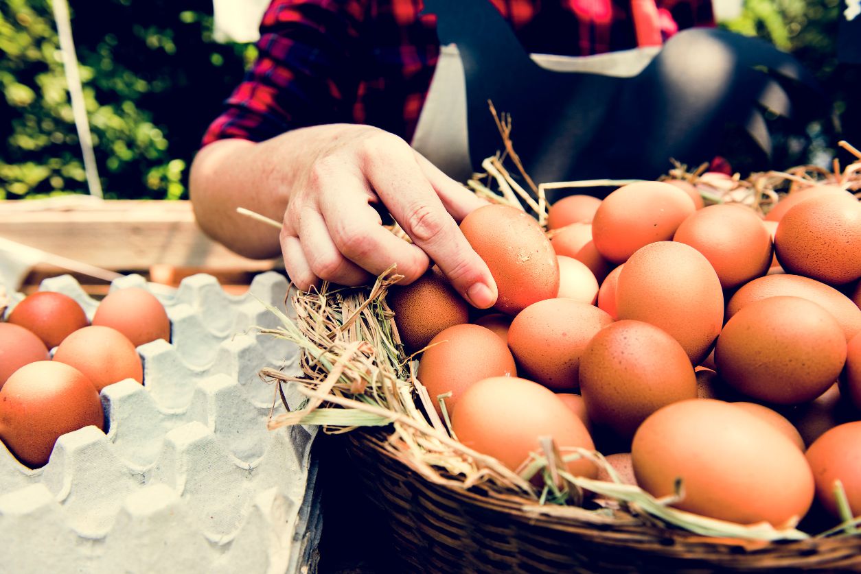 www.conad.click